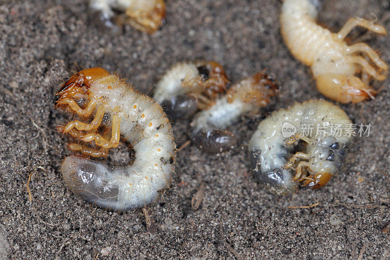 五月甲虫、金鸡花或五月虫(Melolontha Melolontha)的幼虫。蛴螬是植物的重要害虫。
